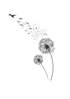 black and white photograph of dandelion blowing in the wind with birds flying around