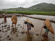 three people walking through mud with hats on their heads and carrying large bamboo poles in the water