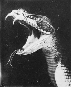 an image of a snake with its mouth open