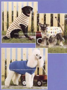 four pictures of dogs wearing sweaters and standing in front of a fence