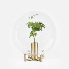 a plant in a glass vase on a stand