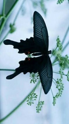 a black butterfly sitting on top of a green plant