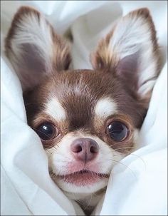 a small brown and white dog peeking out from under a blanket on top of a bed