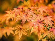 an orange and yellow tree with lots of leaves