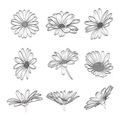 six daisies drawn in black and white