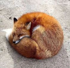 a red fox curled up and sleeping on the concrete floor with its head resting on it's back