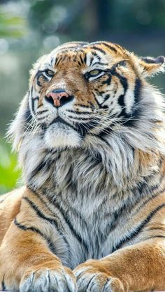 a close up of a tiger laying on the ground with it's eyes closed