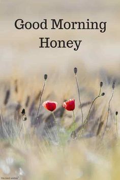 two red flowers sitting in the middle of a field with text reading good morning honey