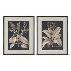 two framed botanical prints, one with flowers and the other with leaves on black background