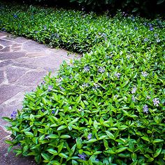 a green bush with purple flowers in the middle of a stone walkway next to shrubbery