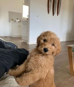 a brown dog sitting on top of a wooden floor