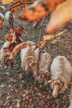 three sheep standing next to each other on top of a grass covered field with leaves