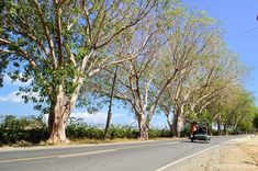 a car is driving down the road between trees