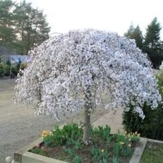 a large white tree sitting in the middle of a garden