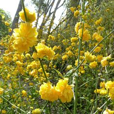 some yellow flowers are growing in the grass