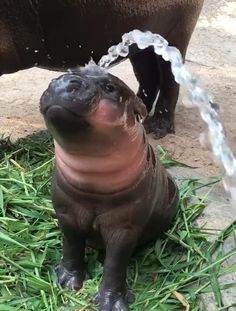 a baby hippopotamus drinking water from a hose