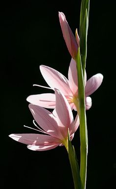 a pink flower that is blooming in the dark with green stems and leaves on it