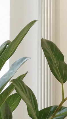 a potted plant with green leaves in front of a window