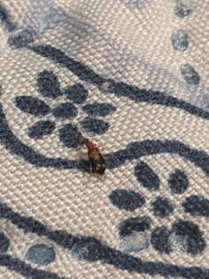 a bug crawling on the fabric of a blue and white tablecloth with drops of water