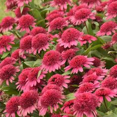 pink flowers with green leaves in the middle and red petals on each flower head,