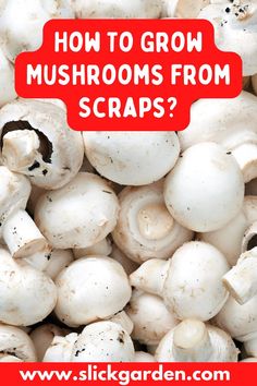 mushrooms with the words how to grow mushrooms from scraps? on top of them