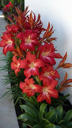 red and yellow flowers are growing in a planter