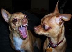 two small dogs with their mouths open and one has its mouth open to the other