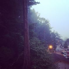 a foggy street with cars parked on the side and trees in the foreground