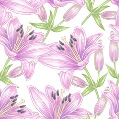 seamless floral pattern with pink lilies on white background stock photo, picture and royalty