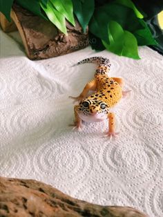 a small gecko sitting on top of a white table cloth