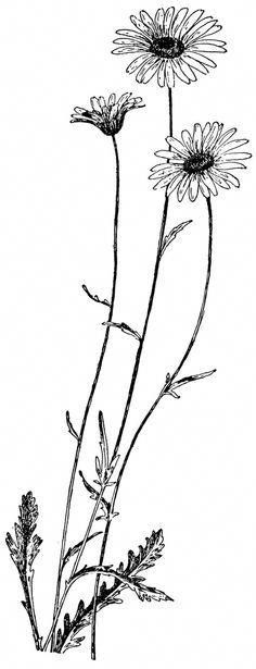 three daisies are shown in this black and white illustration, vintage line drawing or engraving