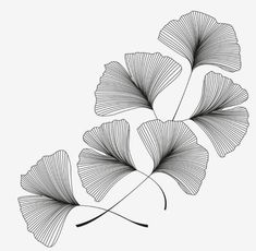 three ginko tree leaves on a white background