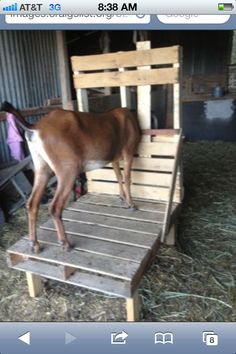 a brown horse standing on top of a wooden chair