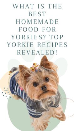 a yorkshire terrier wearing a sweater with the words what is the best homemade food for yorkies? top yorkie recipes revealed