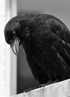 a black bird sitting on top of a window sill