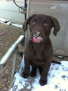 a brown dog sitting in the snow with his tongue sticking out and looking at the camera