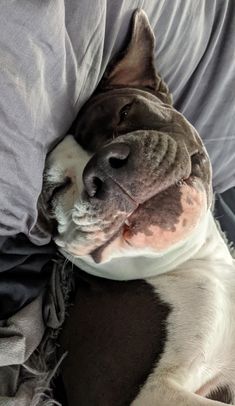 a dog sleeping on top of a person's lap with his head resting on the pillow