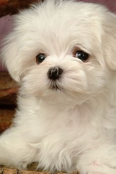 a small white dog sitting on top of a wooden floor next to logs and branches