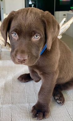 a brown puppy sitting on top of a bed next to a white table and chair