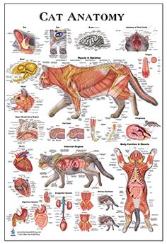 the cat anatomy poster is shown