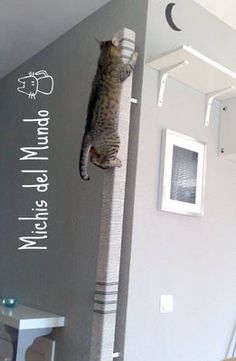 a cat climbing up the side of a wall on top of a scratching post in a room