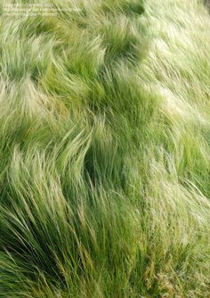 green grass blowing in the wind on a sunny day