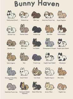 an animal chart with different types of bunnys and other animals on it's back