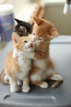 two kittens sitting on top of a car looking at each other