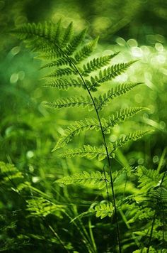 a close up of a green plant in the grass