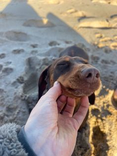 #dachshund #dachshundsofinstagram #dogsofinstagram #sausagedog #doxie #dog #dachshundlove #dachshundpuppy #puppy #dachshundoftheday #teckel #wienerdog #dogs #minidachshund #dachshunds #dackel #doxiesofinstagram Daschund At The Beach, Sausage Dog Aesthetic, Puppy Smiling, Miniature Dachshund Puppies, Weenie Dog, Her Personality