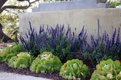 some purple flowers and green plants in front of a cement wall with blue leaves on it