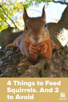 a squirrel sitting on top of a tree branch with the words 4 things to feed squirrels and 2 to avoid