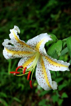 a white and yellow flower with red stamens on it's petals in front of green foliage