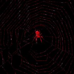 a red spider crawling in the center of a dark tunnel